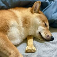 Bear Lee (李宗青)